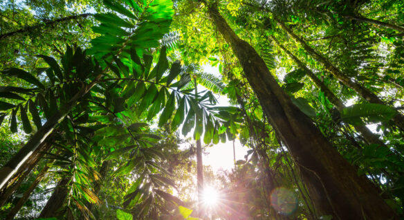 selva latinoamericana