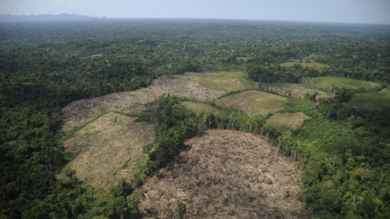 Perú Perdió 137.976 Hectáreas De Bosques Amazónicos