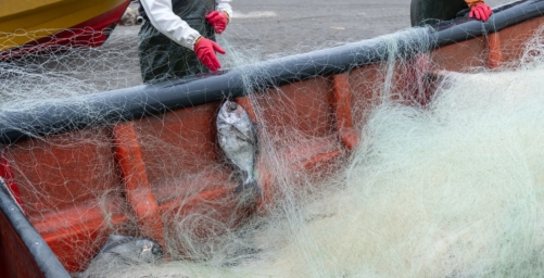 pesca artisanal fishermen, removing fish from fishing nets. chile caleta bucalemu pippin fish