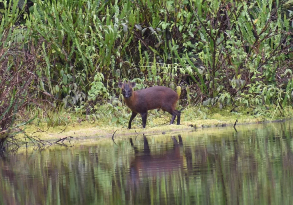La Primera Especie Viviente De sacha Cabra Habita En El Per La Primera Especie Viviente De sacha Cabra Habita En El Per