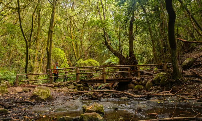 Wooden bridge on the river next to Arroyo del Cedro in the evergreen cloud forest of Garajonay