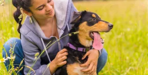 Retrato de un lindo perro con la boca abierta y la lengua sentado en un soleado día de primavera