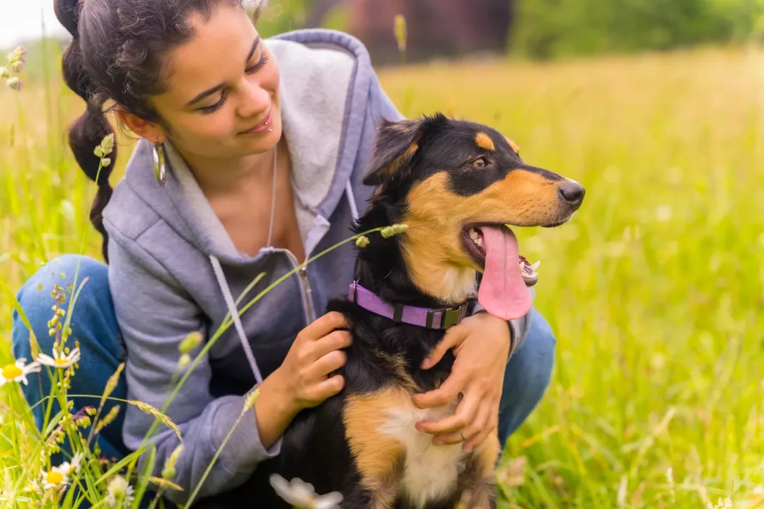 Retrato de un lindo perro con la boca abierta y la lengua sentado en un soleado día de primavera