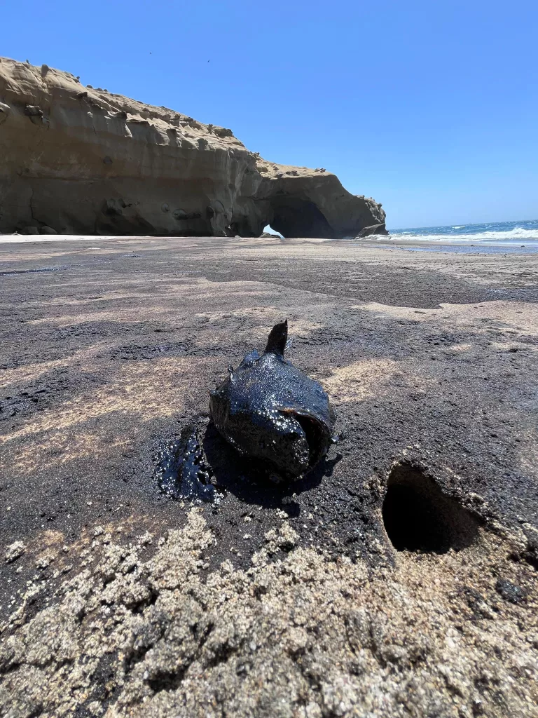 OEFA desmiente a Petroperú: Derrame habría afectado más 200 hectáreas del mar de Piura