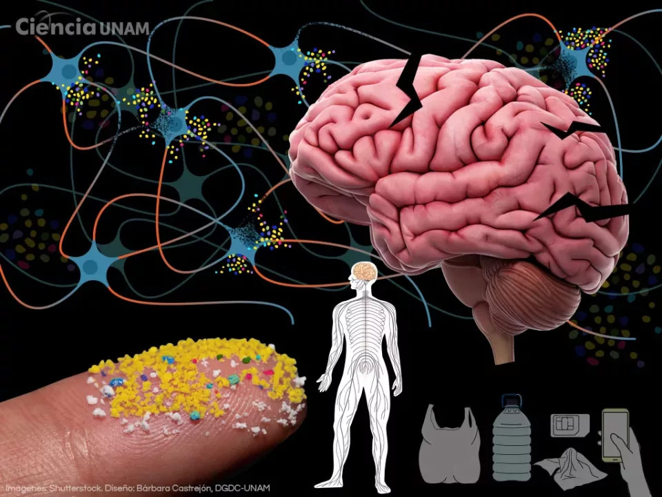 El estudio muestra una asociación entre altos niveles de microplásticos en el cerebro y el diagnóstico de demencia.