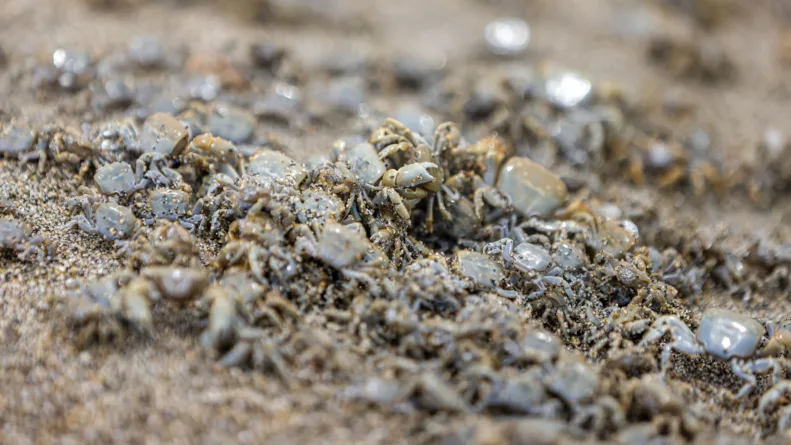 La intervención en La Herradura pone en evidencia la fragilidad del ecosistema costero y la necesidad de mayor rigor. Foto: Andina