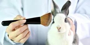 Buscan eliminar los experimentos cosméticos en animales: Proyecto clave llega al Congreso