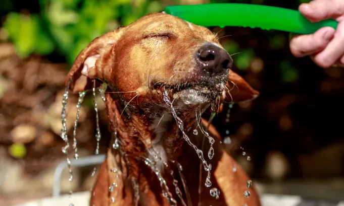 Baños gratuitos para perros este jueves 6 de marzo: conocer el lugar y horario