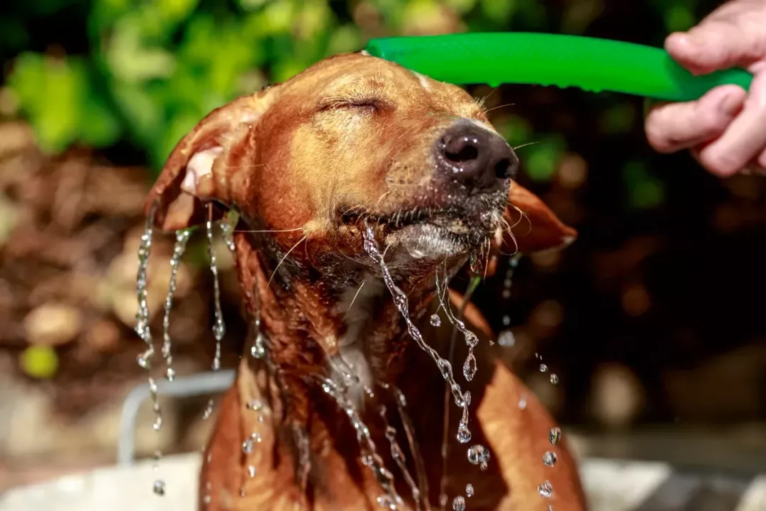 Baños gratuitos para perros este jueves 6 de marzo: conocer el lugar y horario