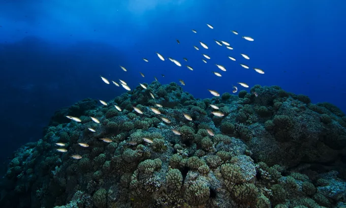 Más de 400 especialistas respaldan la coexistencia entre la pesca industrial y las áreas naturales protegidas