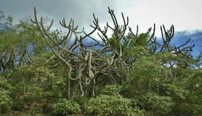 Gobierno declara Área de Conservación Regional en Cajamarca