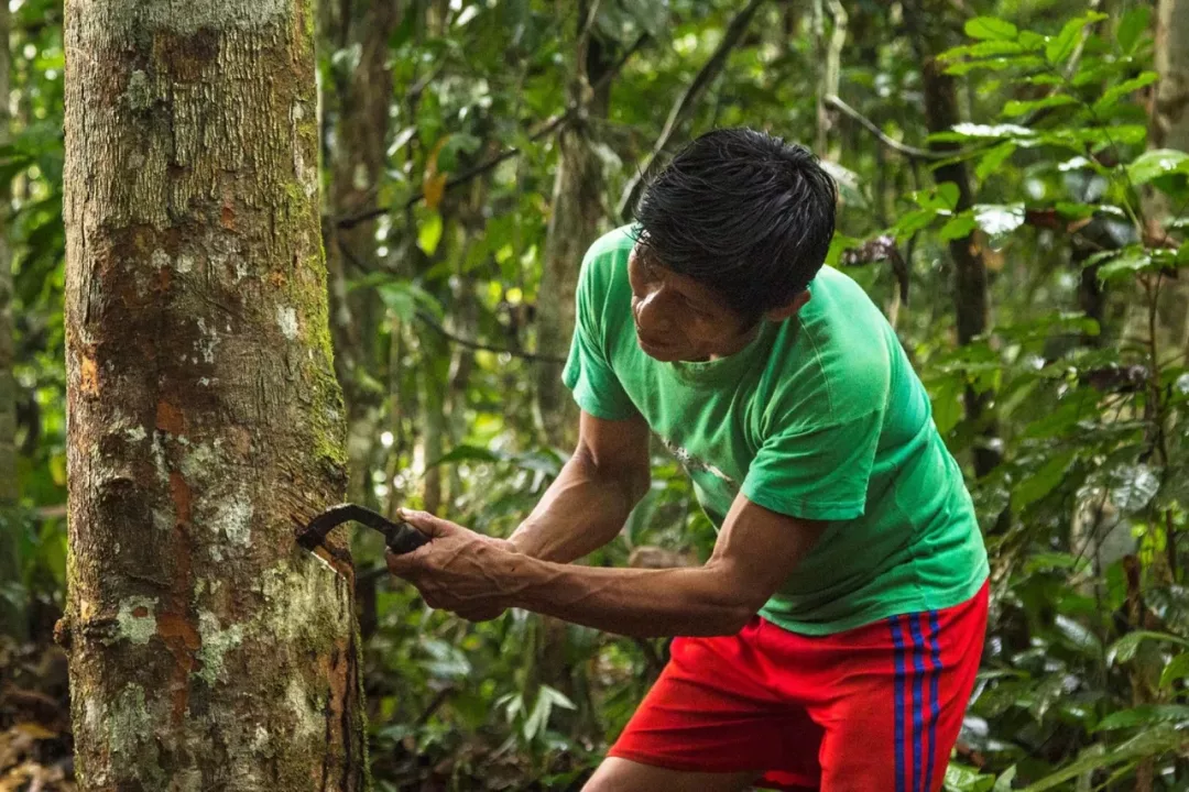 Perú expone avances ante la ONU, pero aún enfrenta brechas en protección legal y financiamiento contra la deforestación