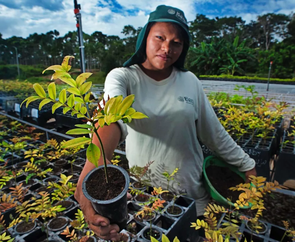 Perú apuesta por el carbono: la hoja de ruta hacia una economía baja en emisiones