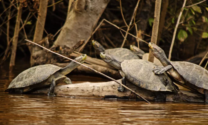 Alertan tráfico ilegal de tortugas peta amazónicas desde Bolivia hacia Brasil, Perú y Chile