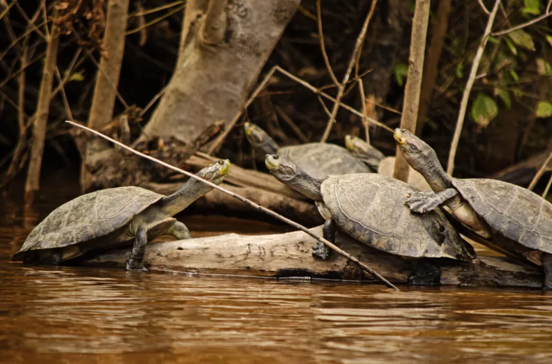 Alertan tráfico ilegal de tortugas peta amazónicas desde Bolivia hacia Brasil, Perú y Chile