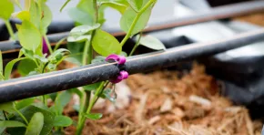 Agricultores ahorran hasta 50% de agua con riego por goteo