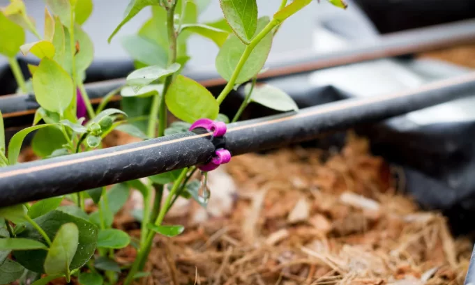Agricultores ahorran hasta 50% de agua con riego por goteo