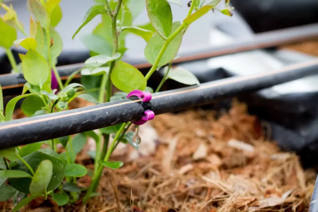 Agricultores ahorran hasta 50% de agua con riego por goteo