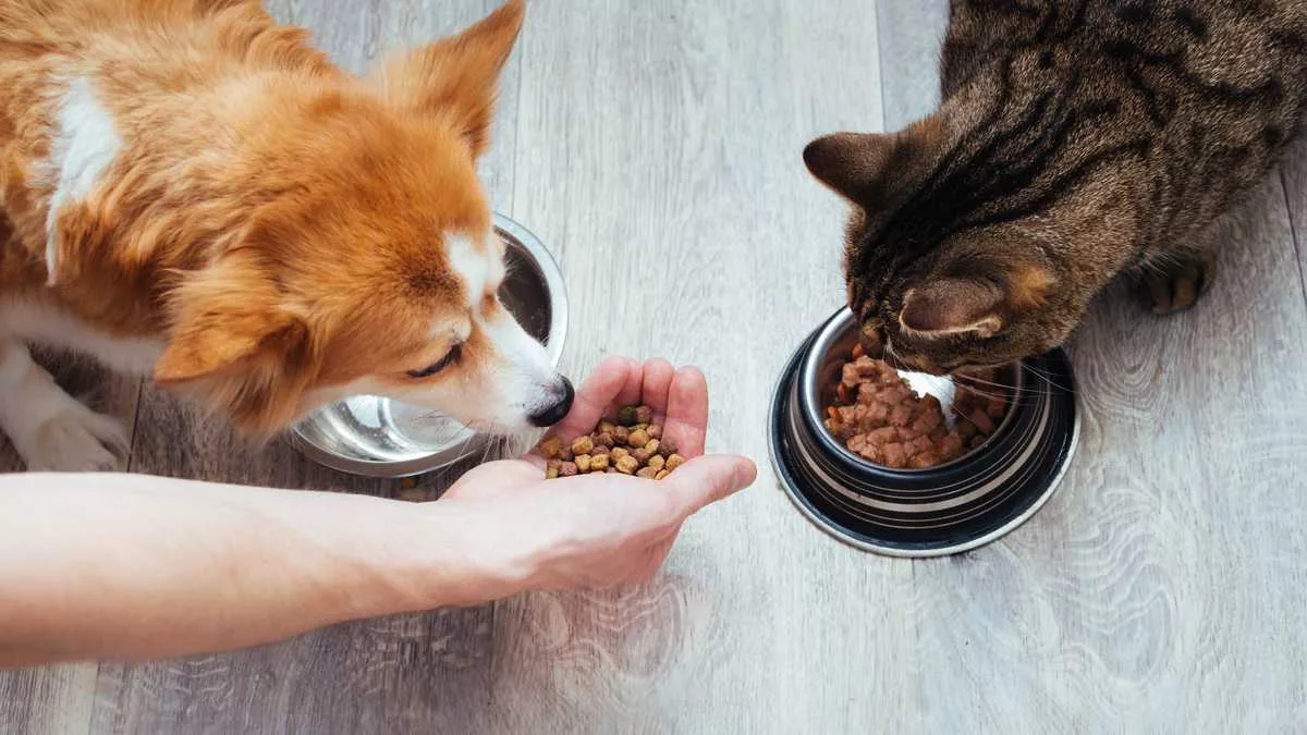 SNI crea Comité de Alimentos para Mascotas, sector que creció 90% en los últimos diez años