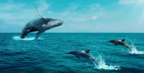 Día Mundial de las Ballenas y Delfines: Lo que hace el Perú y las pesqueras para su conservación