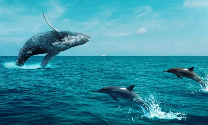 Día Mundial de las Ballenas y Delfines: Lo que hace el Perú y las pesqueras para su conservación