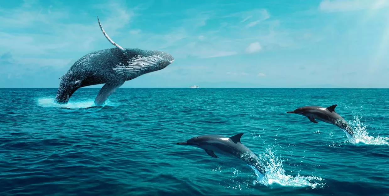 Día Mundial de las Ballenas y Delfines: Lo que hace el Perú y las pesqueras para su conservación