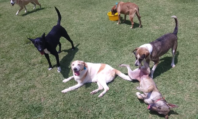 Pampidog: el programa de Repsol que impulsa la adopción responsable de perros rescatados