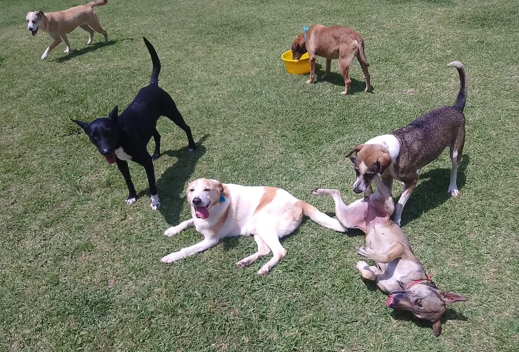Pampidog: el programa de Repsol que impulsa la adopción responsable de perros rescatados