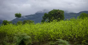 Perú revierte la superficie de cultivos de coca, pero avanza sobre 15 áreas naturales protegidas