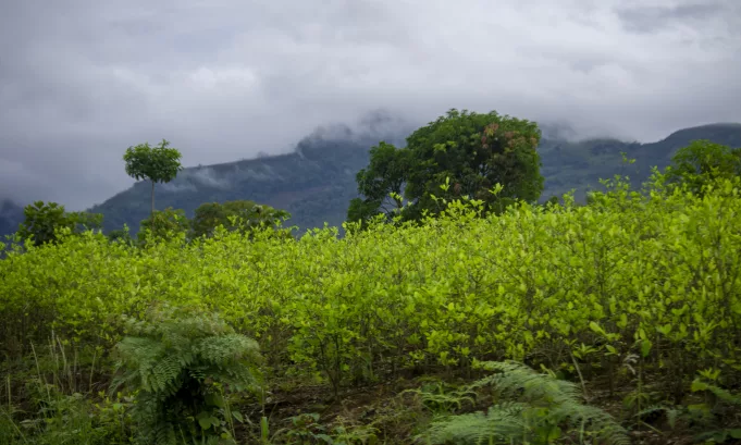 Perú revierte la superficie de cultivos de coca, pero avanza sobre 15 áreas naturales protegidas