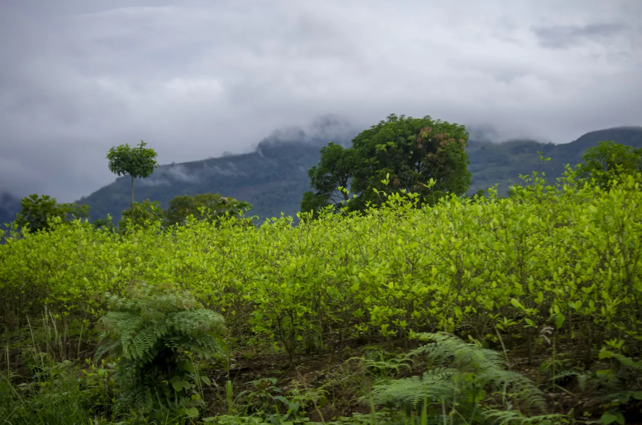 Perú revierte la superficie de cultivos de coca, pero avanza sobre 15 áreas naturales protegidas