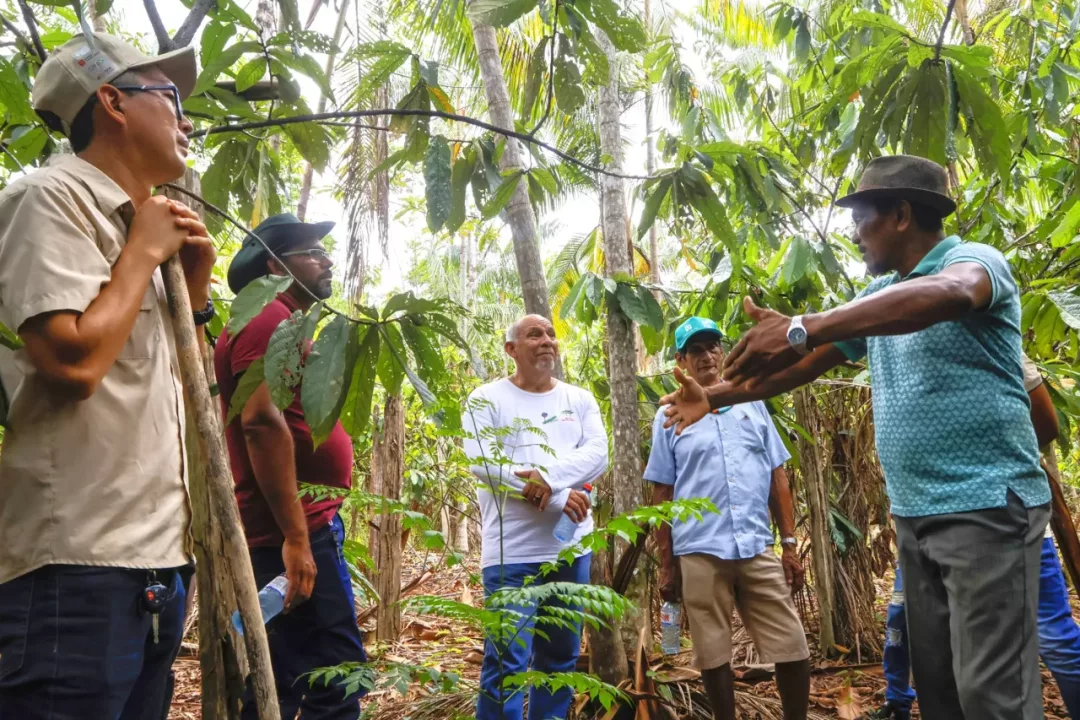 Bosques bajo resguardo: más de 6,600 hectáreas en la Amazonía peruana se conservan gracias a contratos agroforestales