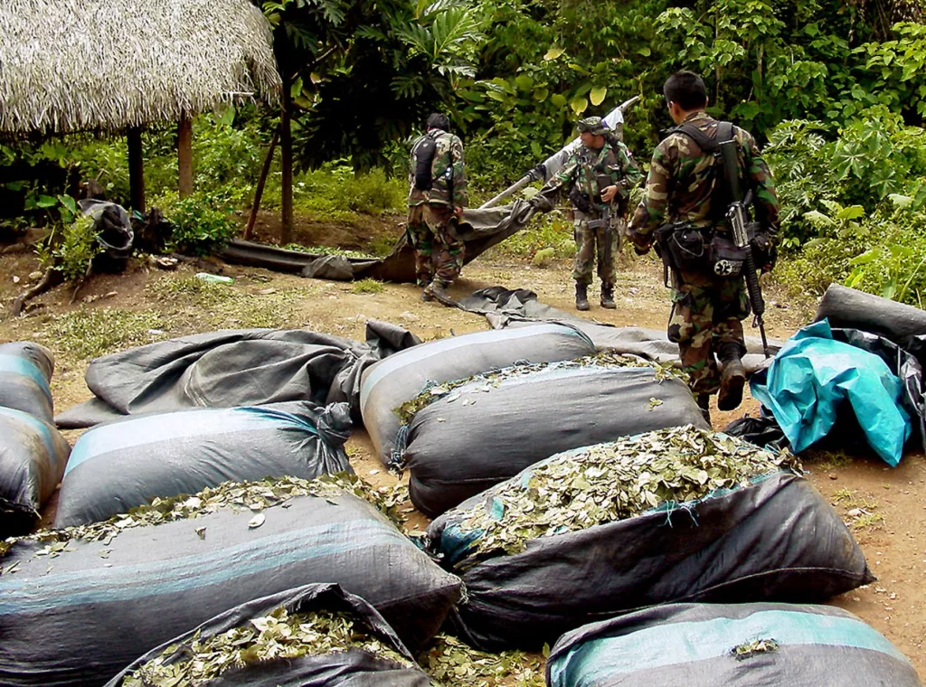 Perú revierte la superficie de cultivos de coca, pero avanza sobre 15 áreas naturales protegidas