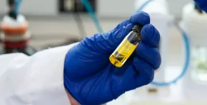Camelina: la planta que SKY impulsa para volar con combustible sostenible