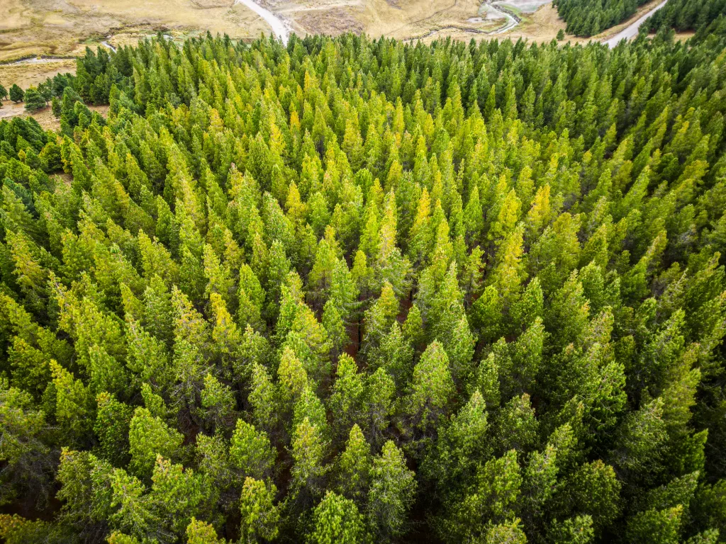 SERFOR: Perú impulsa plantaciones forestales comerciales que generarán más de 5.8 millones de empleos