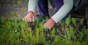 SERFOR: Perú impulsa plantaciones forestales comerciales que generarán más de 5.8 millones de empleos