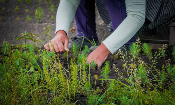 SERFOR: Perú impulsa plantaciones forestales comerciales que generarán más de 5.8 millones de empleos