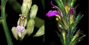 Descubren 21 nuevas especies de plantas, 12 en áreas naturales protegidas