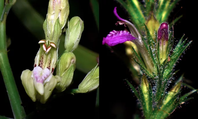 Descubren 21 nuevas especies de plantas, 12 en áreas naturales protegidas