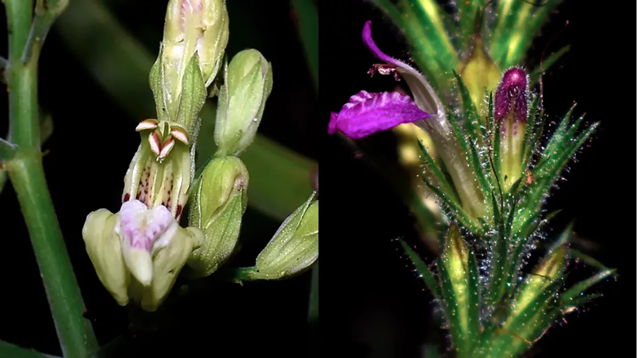 Descubren 21 nuevas especies de plantas, 12 en áreas naturales protegidas