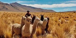 Incalpaca impulsa un modelo textil sostenible con impacto social y ambiental