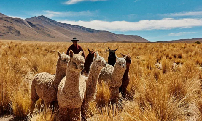 Incalpaca impulsa un modelo textil sostenible con impacto social y ambiental