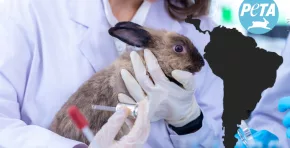 Cruelty free en riesgo. PETA abandona América Latina y más de 180 marcas cosméticas pierden certificación.