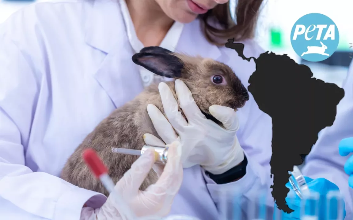 Cruelty free en riesgo. PETA abandona América Latina y más de 180 marcas cosméticas pierden certificación.
