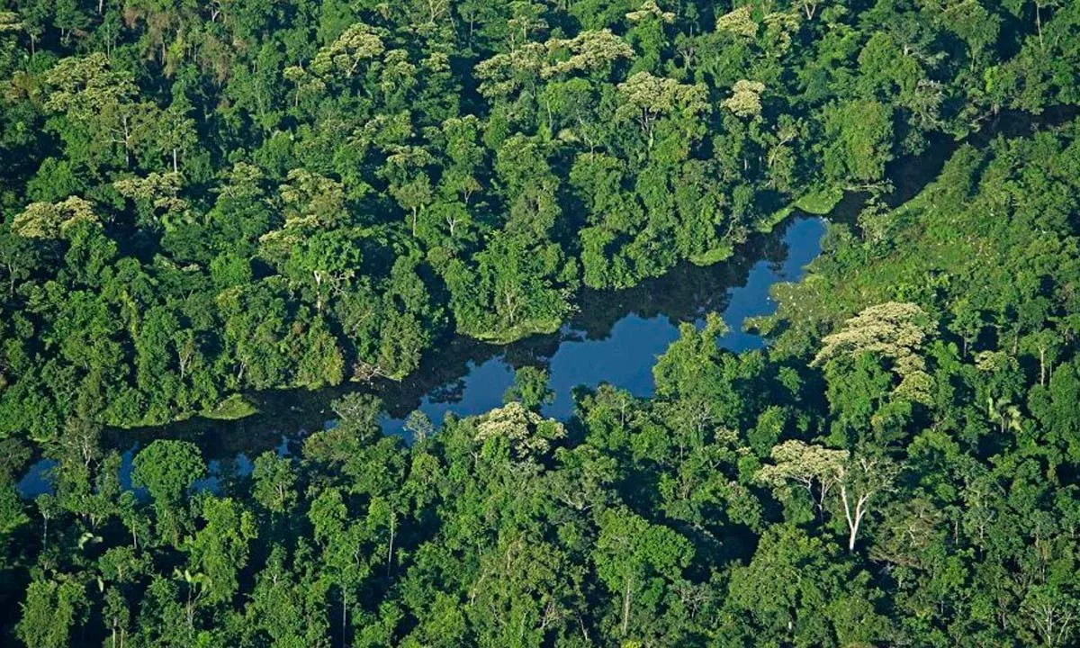El nuevo fondo Amazon Forest-RE Fund FI canalizará inversiones hacia proyectos sostenibles en la Amazonía peruana, combinando rentabilidad financiera con impacto ambiental y social.