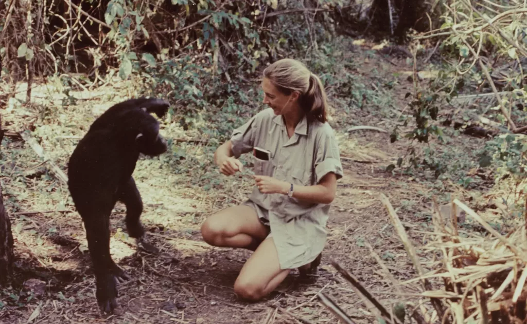 Jane Goodall con un chimpancé durante su expedición a África.