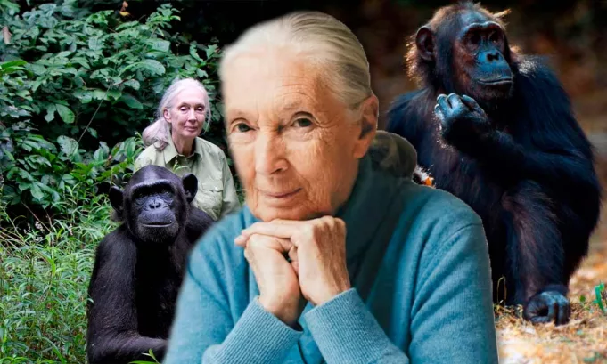 Jane Goodall transformó la ciencia al demostrar que los chimpancés comparten comportamientos que antes se creían exclusivos del ser humano.