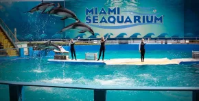 El histórico acuario de Miami cerró tras décadas de denuncias por maltrato animal, fallas sanitarias y la presión de organizaciones ambientalistas.