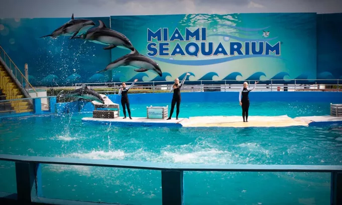 El histórico acuario de Miami cerró tras décadas de denuncias por maltrato animal, fallas sanitarias y la presión de organizaciones ambientalistas.