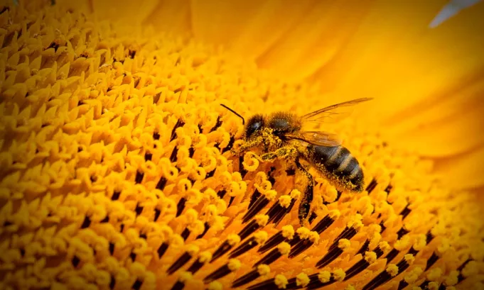 Investigadores de la Universidad Tecnológica de Nanyang en Singapur descubrieron cómo transformar el polen en un biomaterial versátil que podría reemplazar productos contaminantes.
